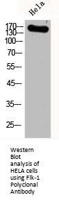 KDR Antibody