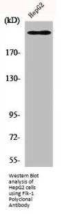 KDR Antibody