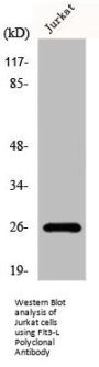 FLT3LG Antibody