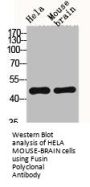 CXCR4 Antibody