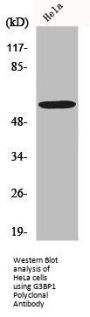 G3BP1 Antibody