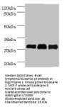 BCL10 Antibody