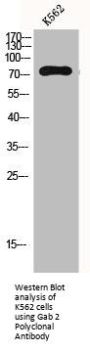 GAB2 Antibody