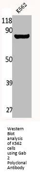 GAB2 Antibody