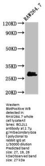 BCL2L1 Antibody
