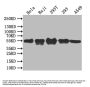 BCL3 Antibody