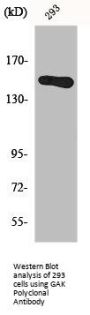 GAK Antibody