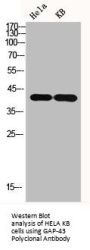 GAP43 Antibody