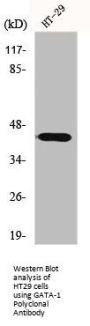 GATA1 Antibody