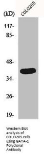 GATA1 Antibody
