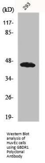 UBAC1 Antibody