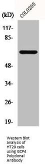 TUBGCP4 Antibody