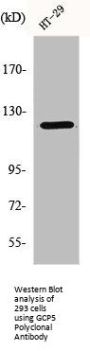 TUBGCP5 Antibody