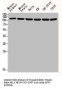 TUBGCP5 Antibody