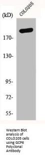 TUBGCP6 Antibody