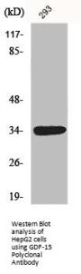 GDF15 Antibody