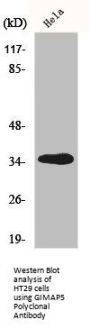 GIMAP5 Antibody