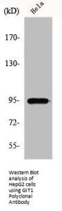 GIT1 Antibody