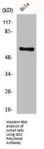 GK2 Antibody