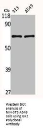 GK2 Antibody