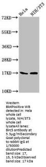 Birc5 Antibody