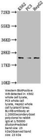 BLVRB Antibody