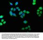 BLVRB Antibody