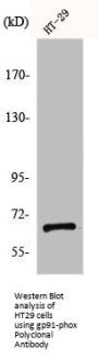 CYBB Antibody