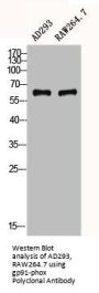 CYBB Antibody