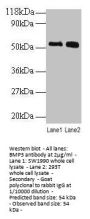 BMP3 Antibody