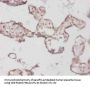 BMP3 Antibody