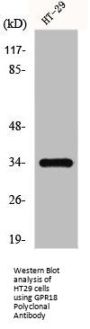 GPR18 Polyclonal Antibody