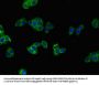 BRAF Antibody