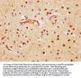 BRD1 Antibody