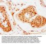 BRD1 Antibody