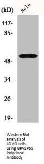 GRASP55 Polyclonal Antibody