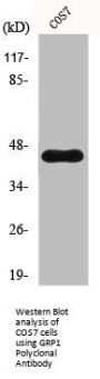 CYTH3 Antibody