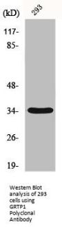 GRTP1 Antibody