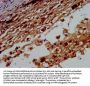 BTD Antibody