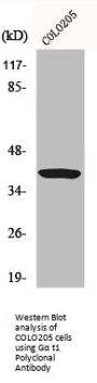 GNAT1 Antibody
