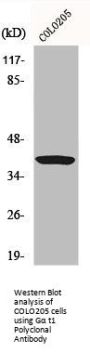 GNAT1 Antibody