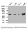 BTN3A1 Antibody