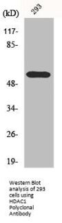HDAC1 Antibody