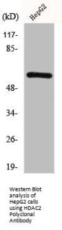 HDAC2 Antibody