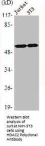 HDAC2 Antibody
