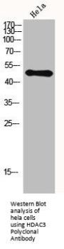 HDAC3 Antibody