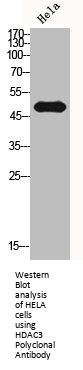 HDAC3 Antibody