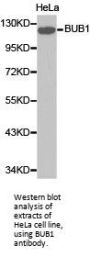 BUB1 Antibody