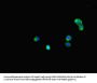 BUB1B Antibody