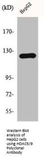 HDAC5/HDAC9 Antibody